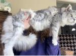 Polydactyl King Ns22 - Maine Coon Cat For Sale/Service - 