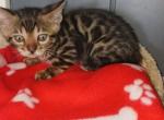 Cherry - Bengal Kitten For Sale - 