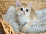 Golden Chinchilla  British Shorthair Kitten - British Shorthair Kitten For Sale - Boston, MA, US