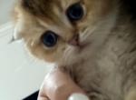 Truffle and Gigi - Scottish Fold Kitten For Sale - 