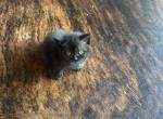 Kiki - Scottish Straight Kitten For Sale - 