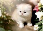 Christian - Persian Kitten For Sale - 