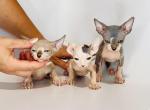 Manzana - Sphynx Kitten For Sale - Phoenix, AZ, US