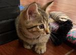 Smokey's Litter 4 - Domestic Kitten For Sale - Abington, MA, US