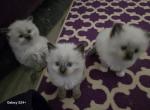 Seal Points and Mitted Seal Females - Ragdoll Kitten For Sale - WA, US