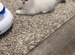 Sima - British Shorthair Kitten For Sale - Paterson, NJ, US