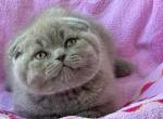 Julian - Scottish Fold Kitten For Sale - Los Angeles, CA, US