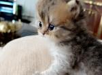 Purebred Persians - Persian Kitten For Sale - Staten Island, NY, US