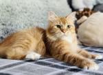 Pumpkin - Siberian Cat For Sale - Lancaster, SC, US