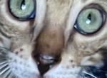 Green eyed Theo - Bengal Kitten For Sale - Los Angeles, CA, US