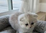 Leila - Scottish Fold Kitten For Sale - 