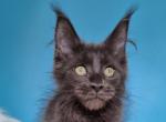 Nelson Polydactyly Maine Coon male - Maine Coon Kitten For Sale - Seattle, WA, US