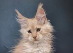 Mikkel Maine Coon male - Maine Coon Kitten For Sale - Seattle, WA, US