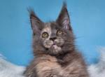 Lolita Maine Coon female - Maine Coon Kitten For Sale - Seattle, WA, US