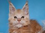 Leon Maine Coon male - Maine Coon Kitten For Sale - Seattle, WA, US