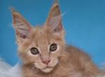 Lari Maine Coon male - Maine Coon Kitten For Sale - Seattle, WA, US