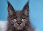 Leva Maine Coon male - Maine Coon Kitten For Sale - Seattle, WA, US