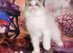 Arty Ragdoll Boy - Ragdoll Kitten For Sale - VA, US