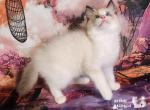 Ulysses Ragdoll Boy - Ragdoll Kitten For Sale - VA, US