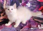 Iris Ragdoll Girl - Ragdoll Kitten For Sale - VA, US