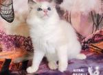 Lyra Ragdoll Girl - Ragdoll Kitten For Sale - VA, US