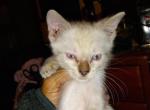 Silva litter - Bengal Kitten For Sale - 