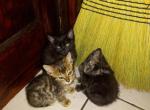 Co co's litter - Bengal Kitten For Sale - 