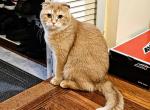 Simba - Scottish Fold Cat For Sale - Fords, NJ, US