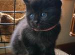 Ragdoll Black kittens - Ragdoll Kitten For Sale - Oregon, IL, US