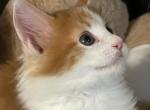 Halo - Maine Coon Kitten For Sale - Manchester Township, NJ, US