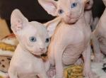 Nyx Litter - Sphynx Kitten For Sale - Vero Beach, FL, US