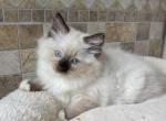 Seal mitted female - Ragdoll Kitten For Sale - Butler, PA, US