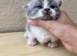 Milkshake - Munchkin Kitten For Sale - 