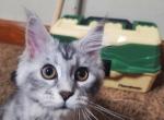 April - Maine Coon Kitten For Sale - Prophetstown, IL, US