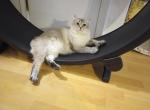 Mindy - Highlander Cat For Sale/Retired Breeding - 