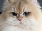 Reserved British longhair chinchilla ny12 male - British Shorthair Cat For Sale/Service - 