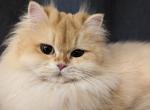 British Longhair Chinchilla girl available in Nove - British Shorthair Cat For Sale/Service - 