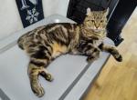 Amelia Earhart - Highlander Cat For Sale/Retired Breeding - Virginia Beach, VA, US