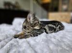 F5 miss pink - Savannah Kitten For Sale - Lakeland, FL, US