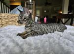 F5 Mr Forest - Savannah Kitten For Sale - 