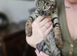 Exotic F5 Boy - Savannah Kitten For Sale - Lakeland, FL, US