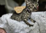 F5 exotic boy - Savannah Kitten For Sale - 