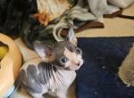 Sphynx kittens - Sphynx Kitten For Sale - Southaven, MS, US