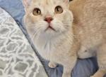 Princeton - Domestic Cat For Adoption - 