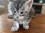 Lunas Litter - Maine Coon Kitten For Sale - Charlotte, NC, US