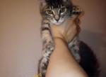 Adele - Maine Coon Kitten For Sale - Vancouver, WA, US