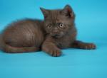 C11 - Selkirk Rex Kitten For Sale - 