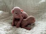 Gurtis Sphynx Litter - Sphynx Kitten For Sale - 