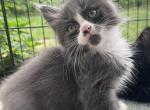 Felix the RagCoon - Ragdoll Kitten For Sale - 