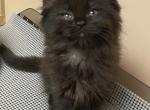 Midnight - Ragdoll Kitten For Sale - Hyde Park, NY, US